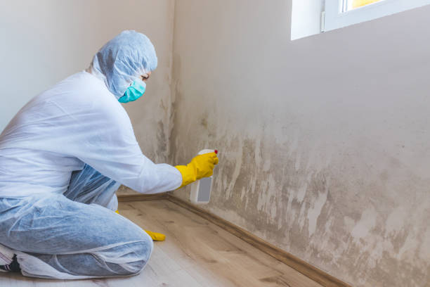 Licensed Attic Mold Removal service in Kirkwood, PA - WQB Mold Removal